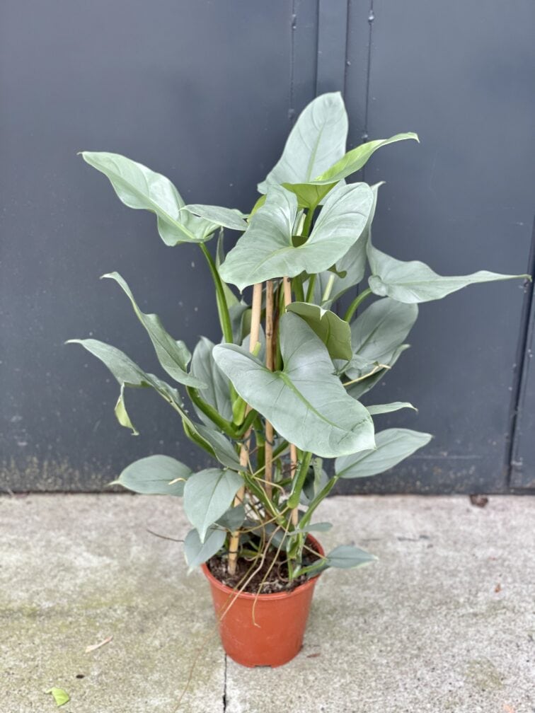 Zdjęcie rośliny Philodendron Hastatum, ujęcie 2