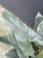 Zdjęcie rośliny Philodendron Hastatum, ujęcie 3