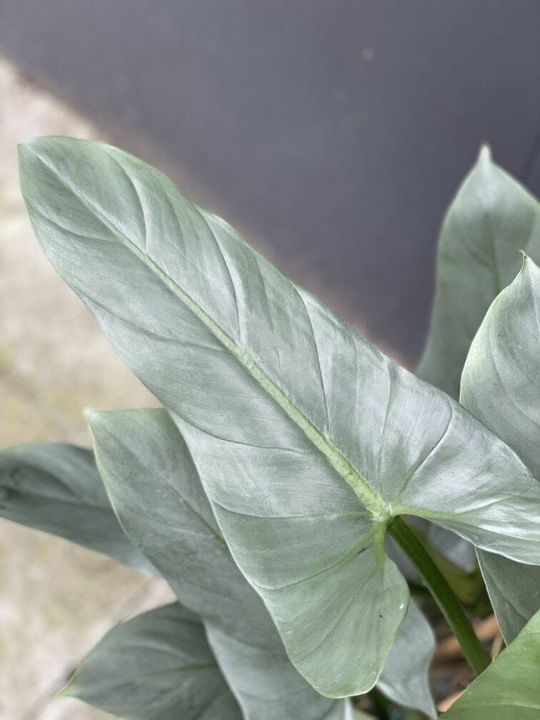 Zdjęcie rośliny Philodendron Hastatum, ujęcie 3