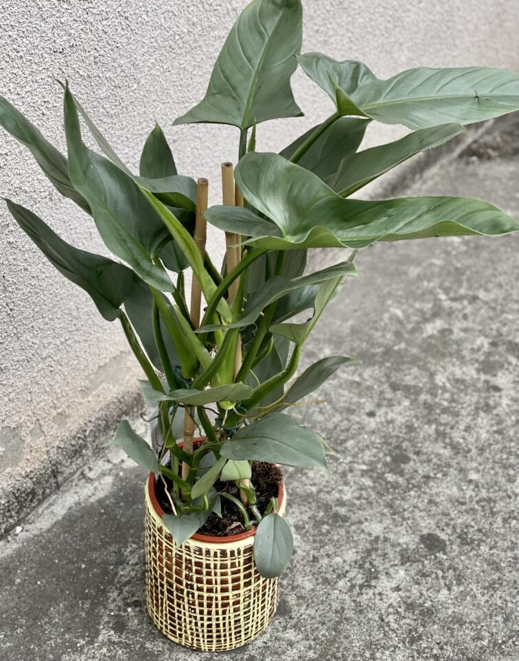 Zdjęcie rośliny Philodendron Hastatum, ujęcie 1
