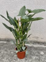Zdjęcie rośliny Philodendron Hastatum, ujęcie 2