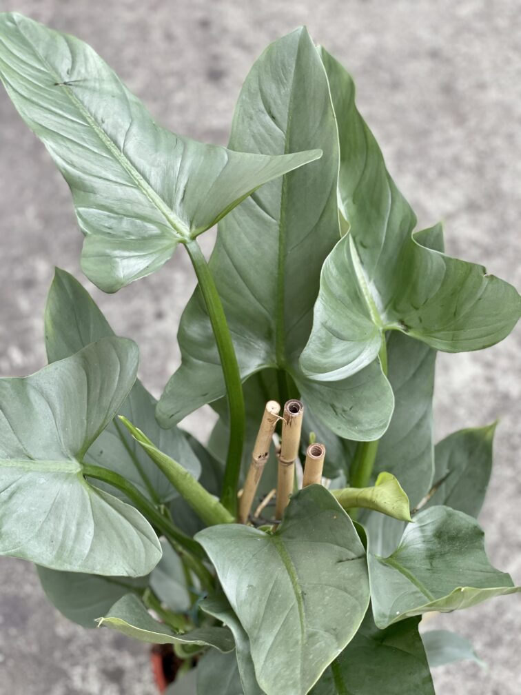 Zdjęcie rośliny Philodendron Hastatum, ujęcie 3