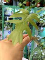 Zdjęcie rośliny Philodendron Mayoi, ujęcie 2