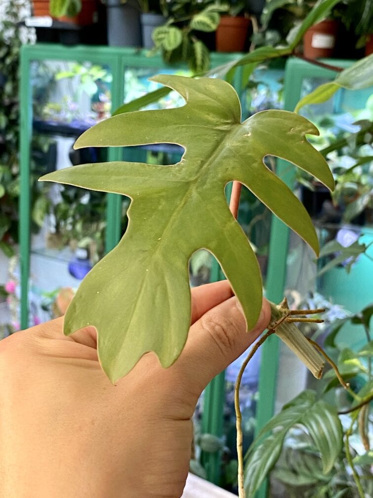 Zdjęcie rośliny Philodendron Mayoi, ujęcie 2