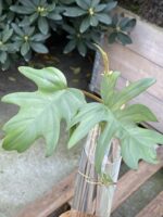 Zdjęcie rośliny Philodendron Mayoi, ujęcie 1