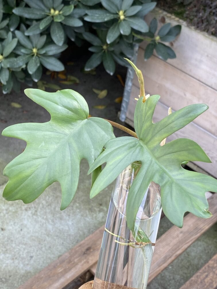 Zdjęcie rośliny Philodendron Mayoi, ujęcie 1