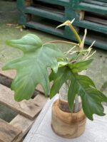 Zdjęcie rośliny Philodendron Mayoi, ujęcie 2