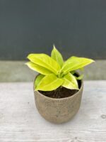 Zdjęcie rośliny Philodendron Moonlight, ujęcie 1