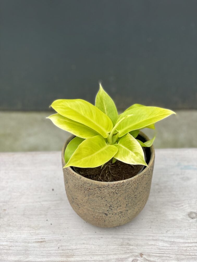 Zdjęcie rośliny Philodendron Moonlight, ujęcie 1