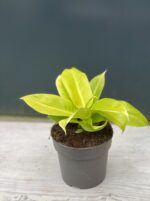 Zdjęcie rośliny Philodendron Moonlight, ujęcie 2