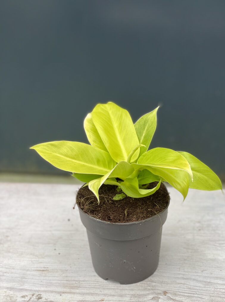 Zdjęcie rośliny Philodendron Moonlight, ujęcie 2