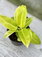 Zdjęcie rośliny Philodendron Moonlight, ujęcie 3