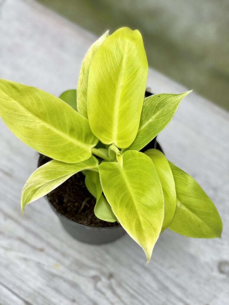Zdjęcie rośliny Philodendron Moonlight, ujęcie 3