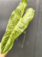 Zdjęcie rośliny Philodendron Paraiso Verde, ujęcie 1