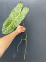 Zdjęcie rośliny Philodendron Paraiso Verde, ujęcie 3