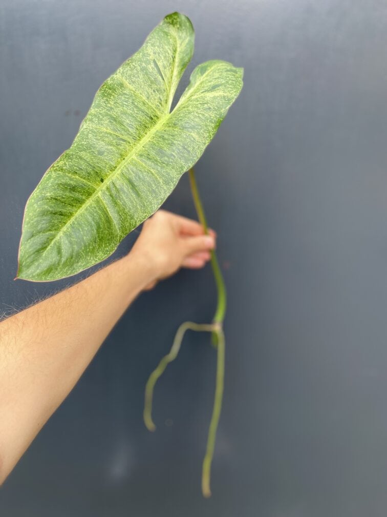 Zdjęcie rośliny Philodendron Paraiso Verde, ujęcie 3