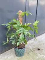 Zdjęcie rośliny Philodendron Pedatum, ujęcie 1