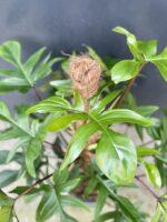 Zdjęcie rośliny Philodendron Pedatum, ujęcie 2