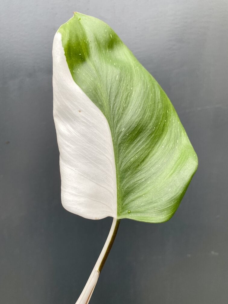 philodendron-white-knight_1-1_1630502185.jpg Zdjęcie rośliny Philodendron White Knight, ujęcie 1