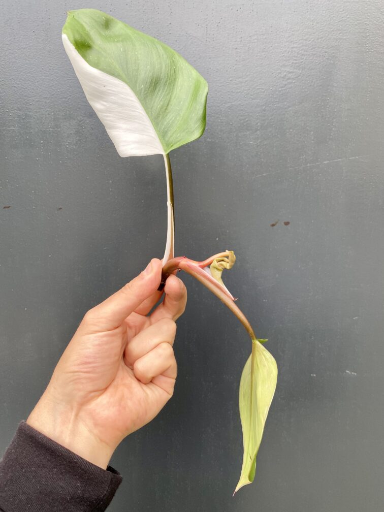 Zdjęcie rośliny Philodendron White Knight, ujęcie 2