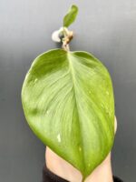 Zdjęcie rośliny Philodendron White Knight, ujęcie 3