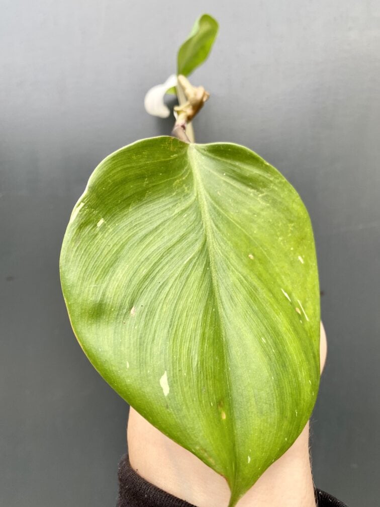 Zdjęcie rośliny Philodendron White Knight, ujęcie 3