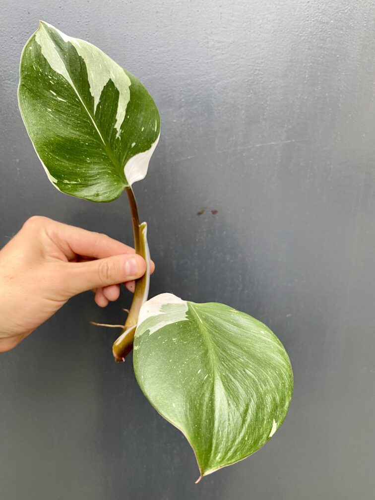 Zdjęcie rośliny Philodendron White Knight, ujęcie 1