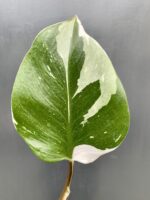 Zdjęcie rośliny Philodendron White Knight, ujęcie 2
