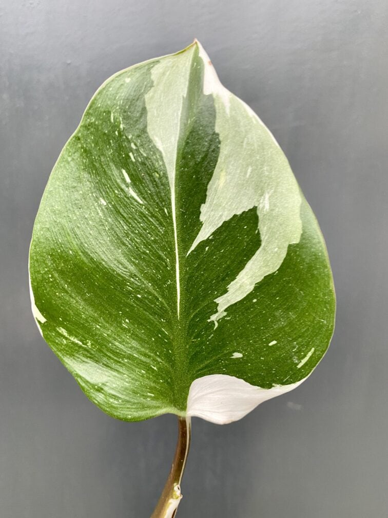 Zdjęcie rośliny Philodendron White Knight, ujęcie 2