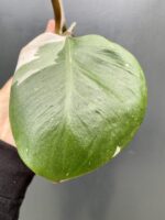 Zdjęcie rośliny Philodendron White Knight, ujęcie 3