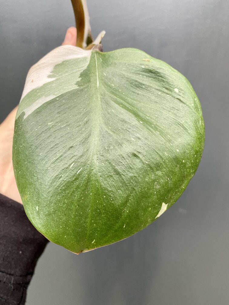 Zdjęcie rośliny Philodendron White Knight, ujęcie 3