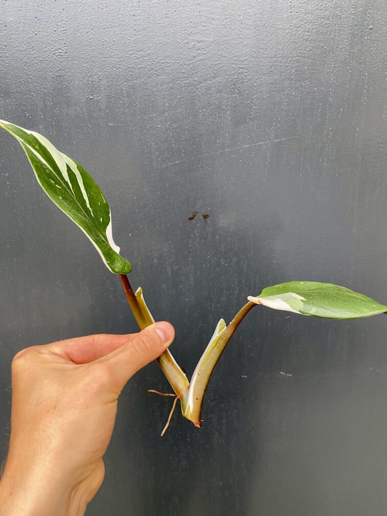 Zdjęcie rośliny Philodendron White Knight, ujęcie 4