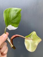 Zdjęcie rośliny Philodendron White Knight, ujęcie 1