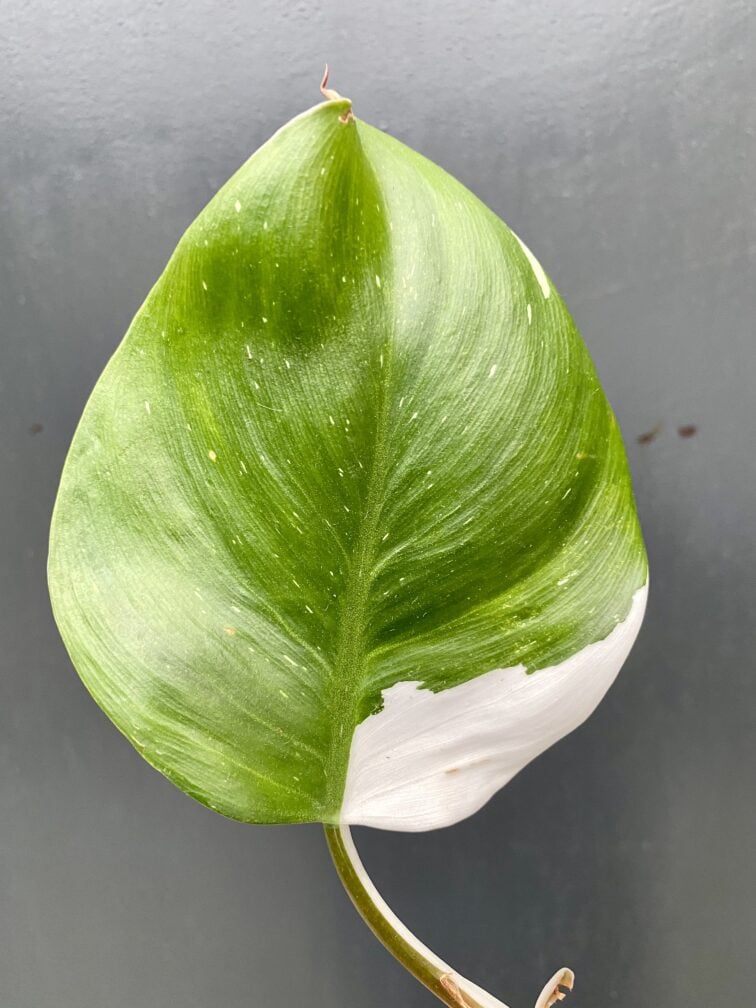 Zdjęcie rośliny Philodendron White Knight, ujęcie 2