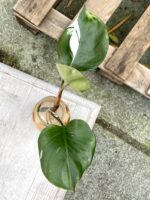 Zdjęcie rośliny Philodendron White Knight, ujęcie 1