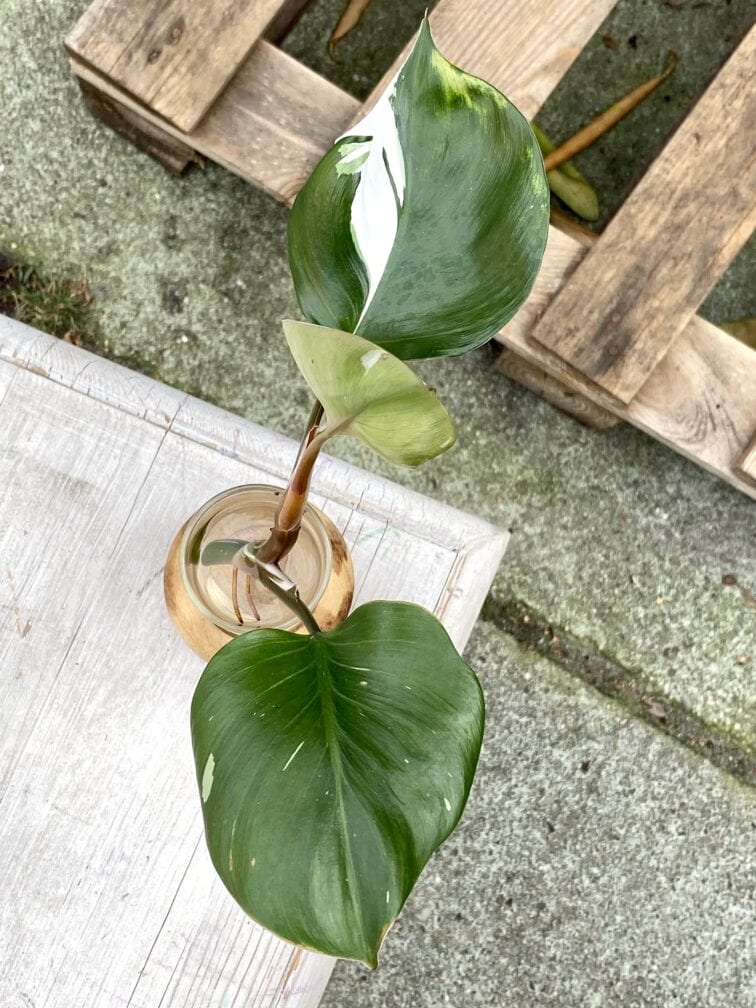 philodendron-white-knight_4-1_1632914059.jpg Zdjęcie rośliny Philodendron White Knight, ujęcie 1
