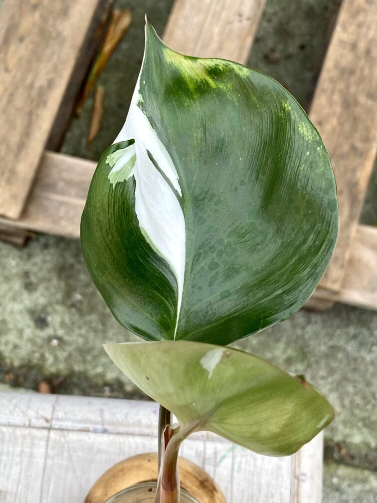 Zdjęcie rośliny Philodendron White Knight, ujęcie 2