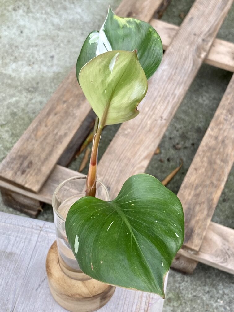 Zdjęcie rośliny Philodendron White Knight, ujęcie 3