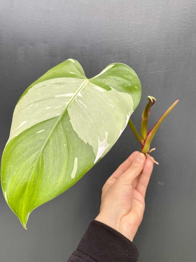 Zdjęcie rośliny Philodendron White Princess - sadzonka, ujęcie 2