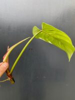 Zdjęcie rośliny Philodendron White Princess - sadzonka, ujęcie 3