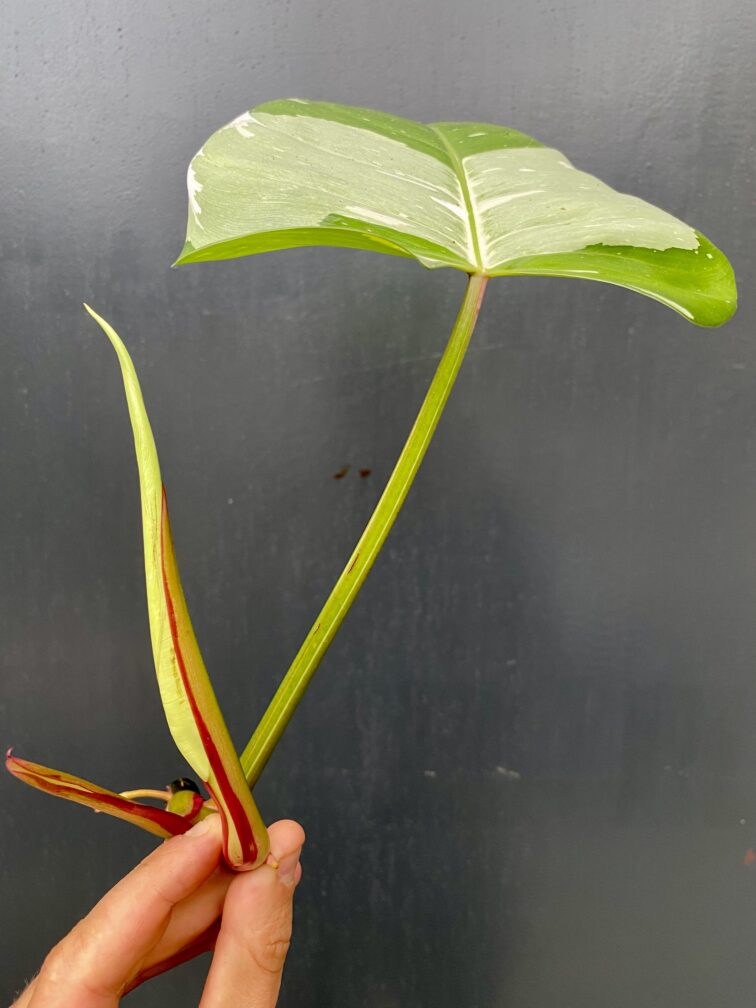 Zdjęcie rośliny Philodendron White Princess - sadzonka, ujęcie 4