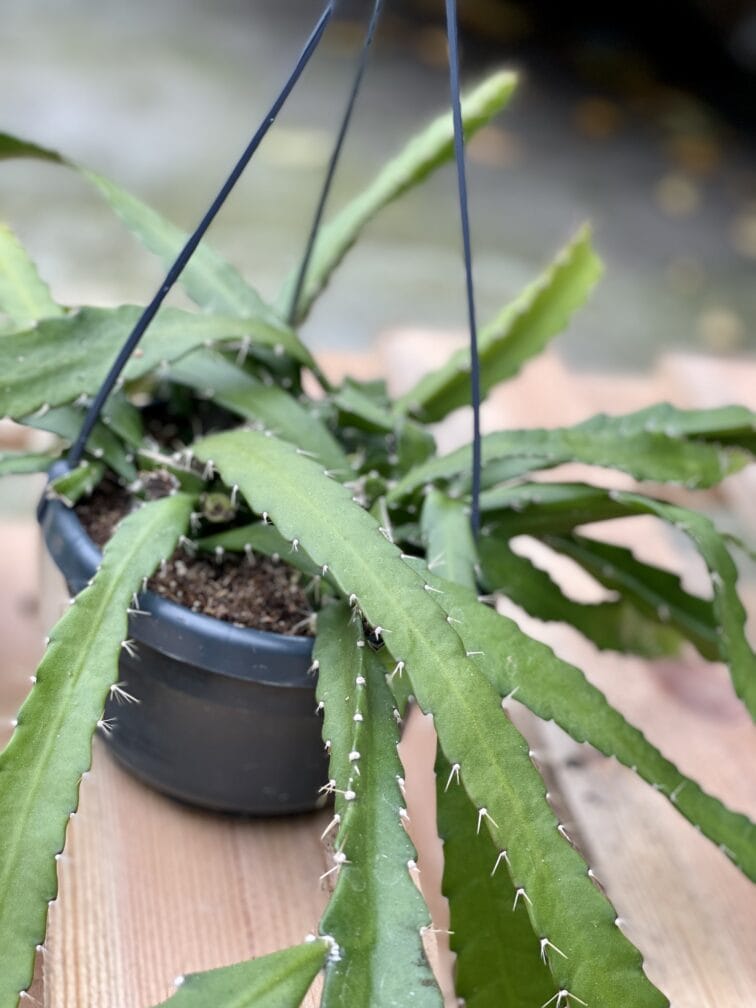 Zdjęcie rośliny Rhipsalis monacantha, ujęcie 3