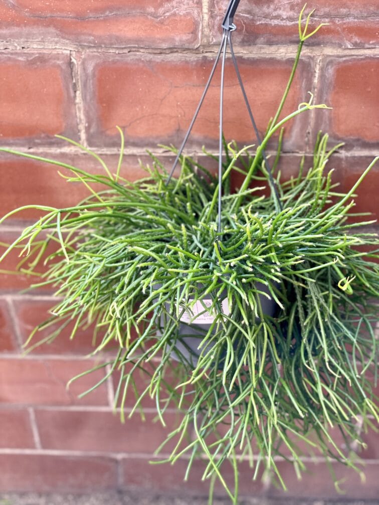 Zdjęcie rośliny Rhipsalis pulchra, ujęcie 1