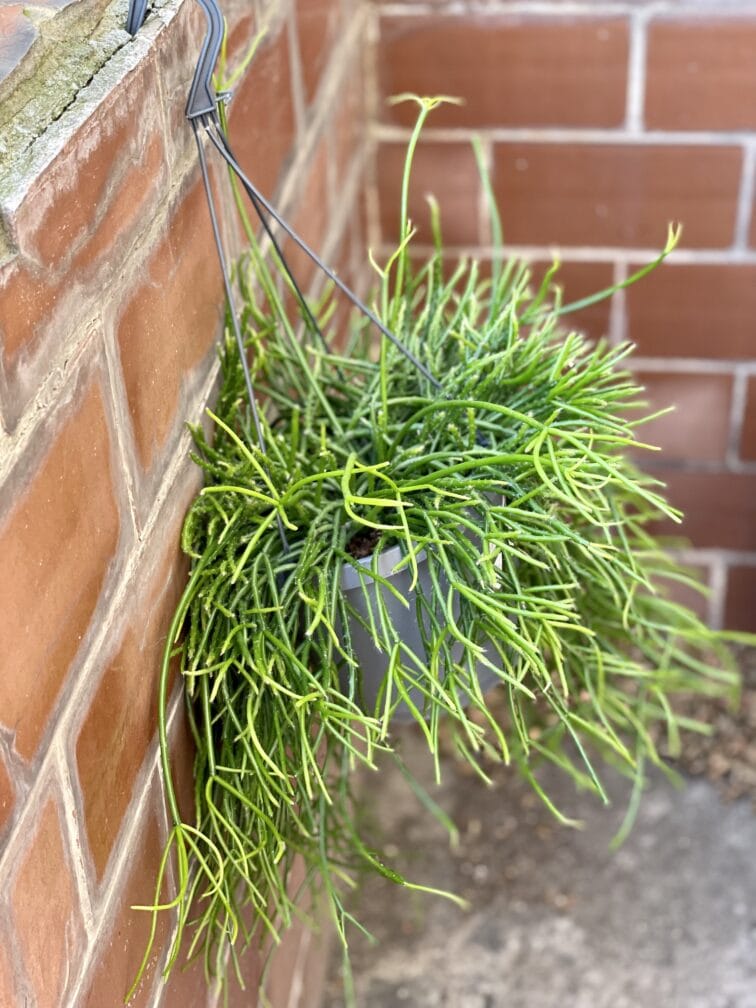 Zdjęcie rośliny Rhipsalis pulchra, ujęcie 2