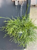 Zdjęcie rośliny Rhipsalis pulchra, ujęcie 3