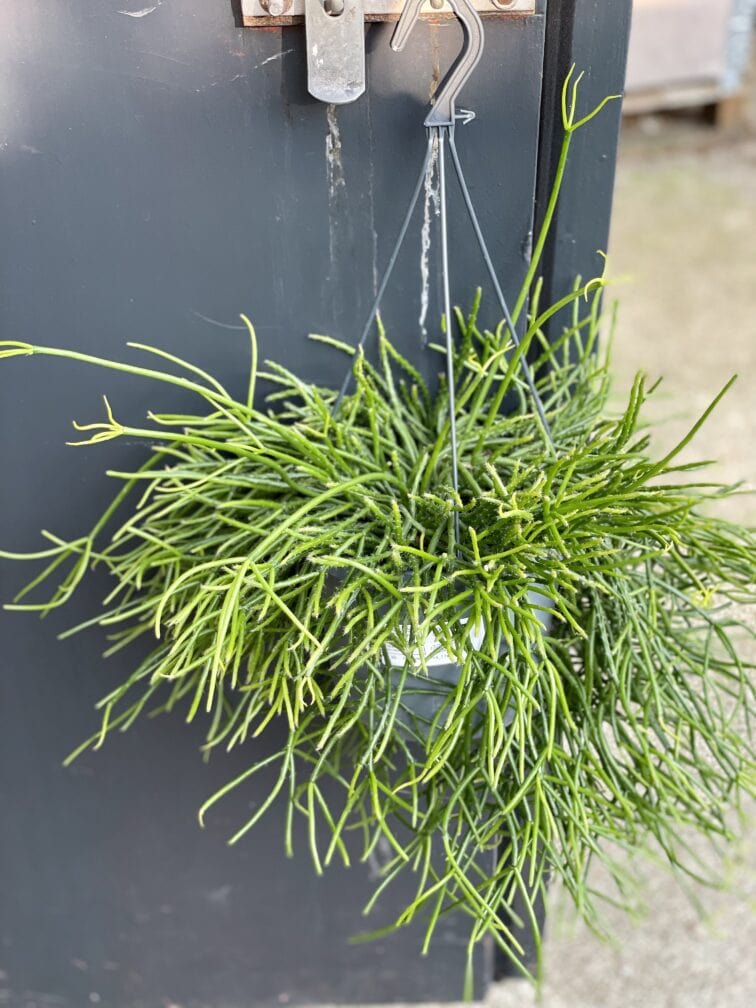 Zdjęcie rośliny Rhipsalis pulchra, ujęcie 3