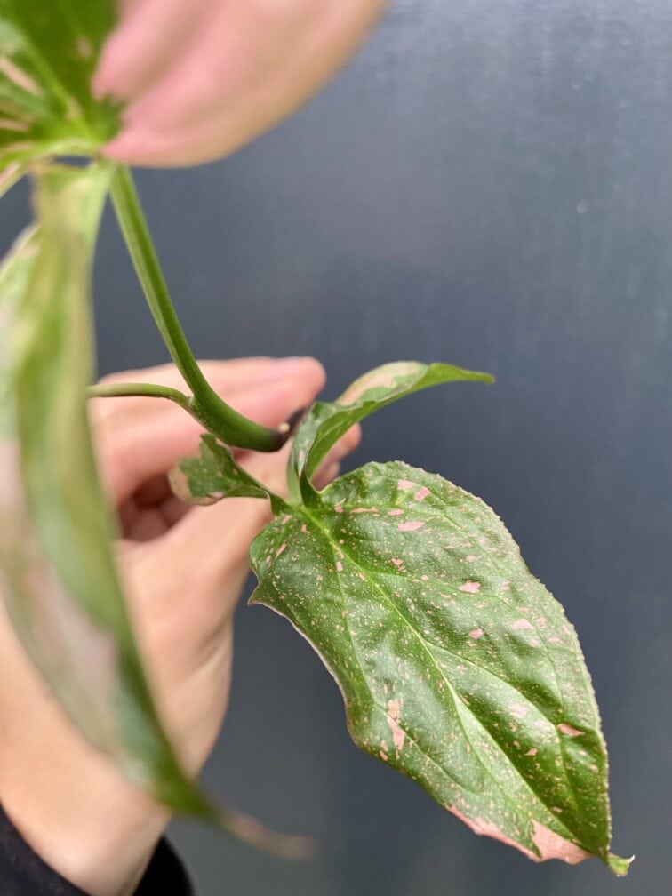 Zdjęcie rośliny Sadzonka Syngonium Pink Splash, ujęcie 2