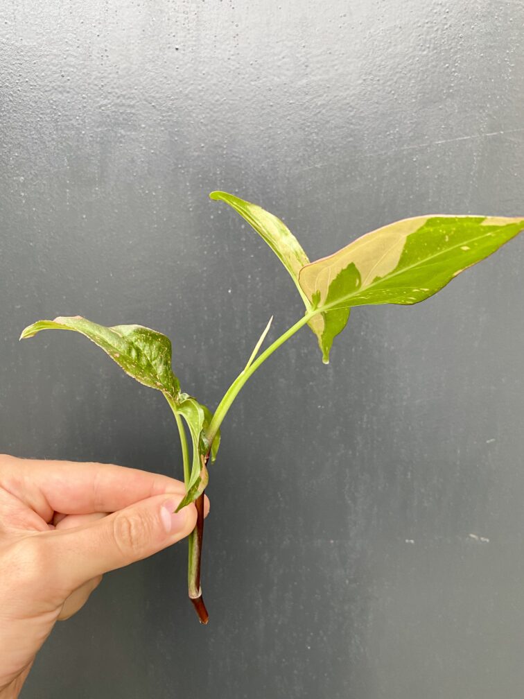 Zdjęcie rośliny Sadzonka Syngonium Pink Splash, ujęcie 3