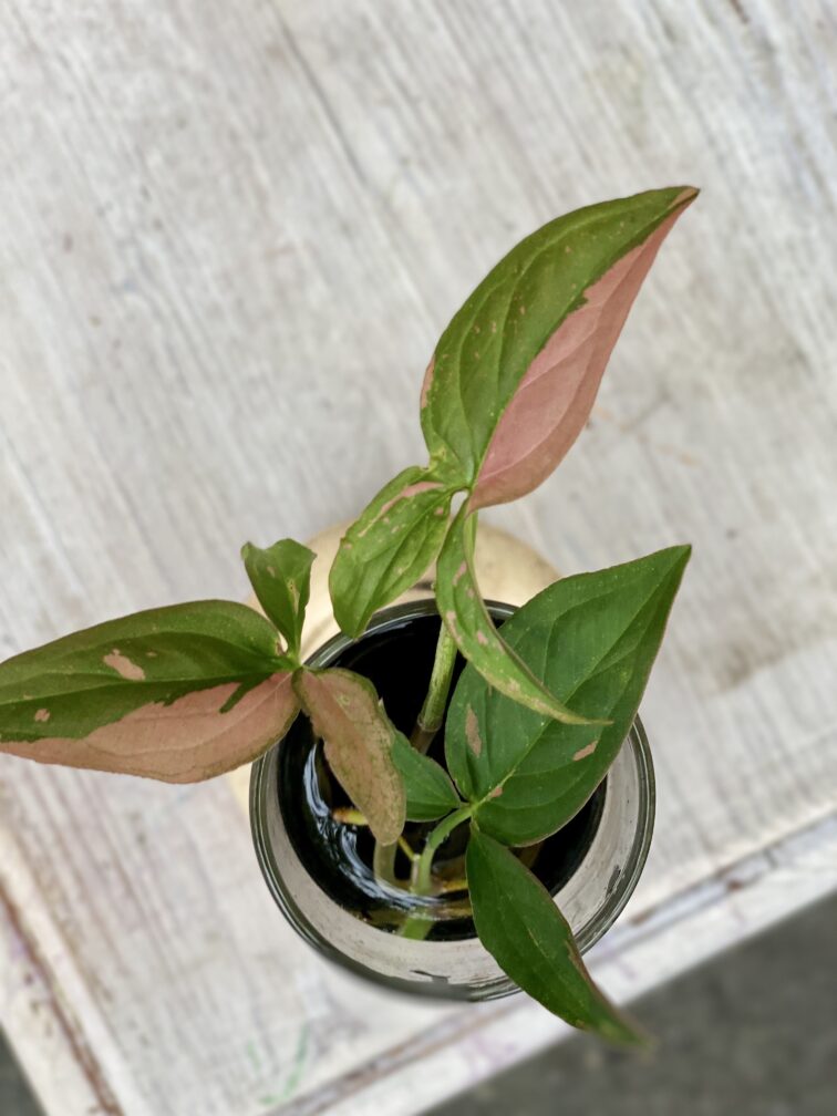 Zdjęcie rośliny Sadzonka Syngonium Pink Splash, ujęcie 1