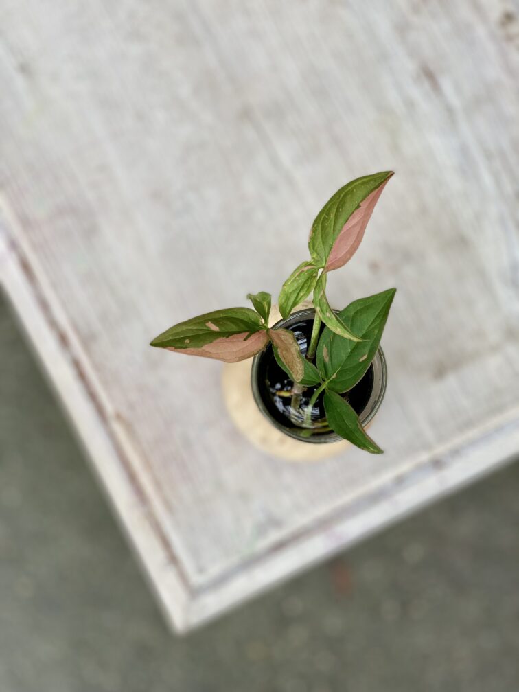 Zdjęcie rośliny Sadzonka Syngonium Pink Splash, ujęcie 2